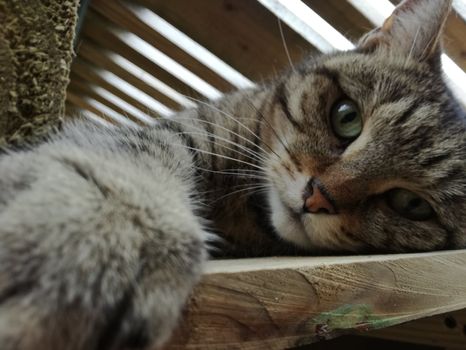 Random picture of a single cat or, multiple cats, of varying breeds and locations.