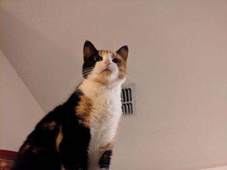 Random picture of a single cat or multiple cats, of varying breeds and locations.