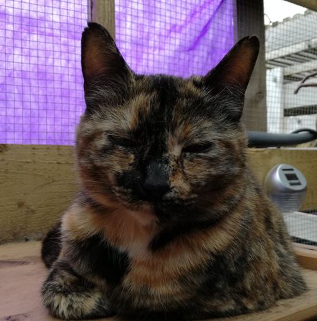 Random picture of a single cat or multiple cats, of varying breeds and locations.