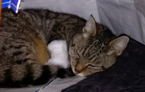 Random picture of a single cat or multiple cats, of varying breeds and locations.