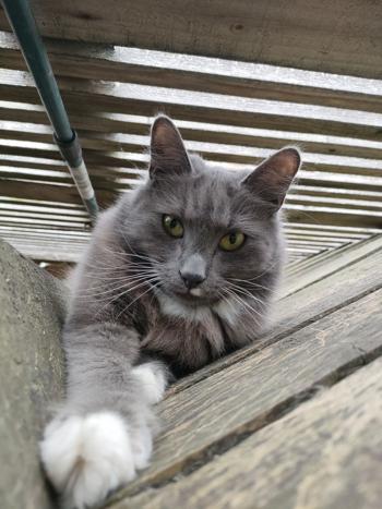 Random picture of a single cat or multiple cats, of varying breeds and locations.