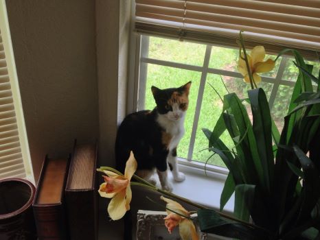 Random picture of a single cat or, multiple cats, of varying breeds and locations.