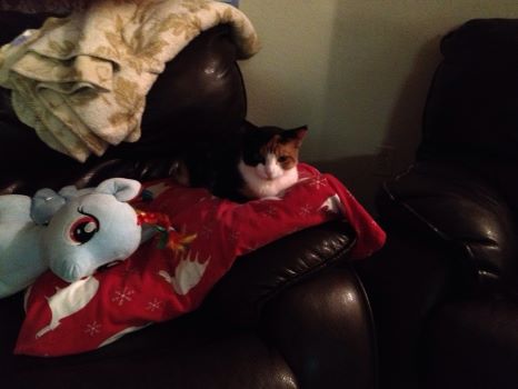 Random picture of a single cat or, multiple cats, of varying breeds and locations.