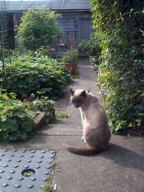 Random picture of a single cat or, multiple cats, of varying breeds and locations.