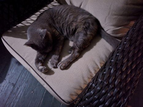 Random picture of a single cat or multiple cats, of varying breeds and locations.