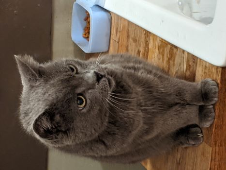 Picture of a Russian Blue cat named Gary who lived from 2003-2021.