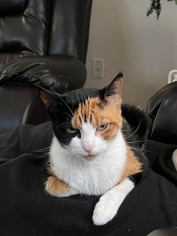 Random picture of a single cat or multiple cats, of varying breeds and locations.