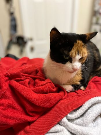 Random picture of a single cat or, multiple cats, of varying breeds and locations.