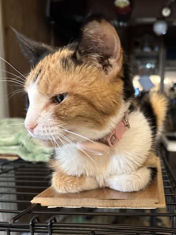 Random picture of a single cat or multiple cats, of varying breeds and locations.