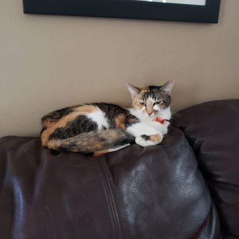 Random picture of a single cat or multiple cats, of varying breeds and locations.