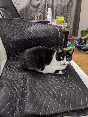 Random picture of a single cat or multiple cats, of varying breeds and locations.