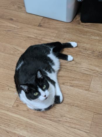 Random picture of a single cat or multiple cats, of varying breeds and locations.