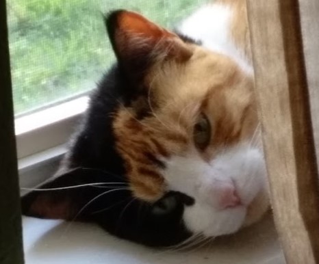 Random picture of a single cat or, multiple cats, of varying breeds and locations.