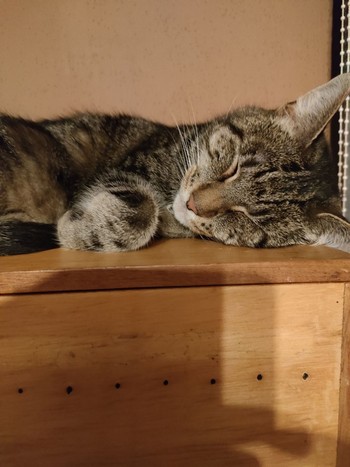 Random picture of a single cat or multiple cats, of varying breeds and locations.