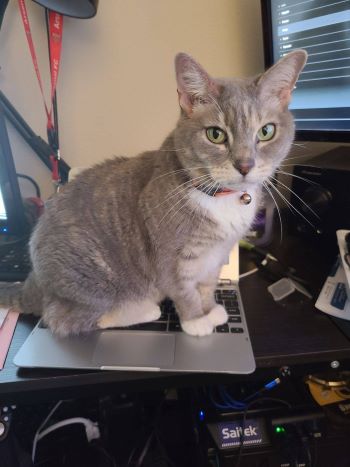 Random picture of a single cat or multiple cats, of varying breeds and locations.