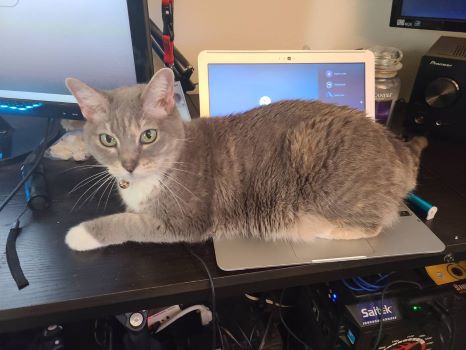 Random picture of a single cat or multiple cats, of varying breeds and locations.