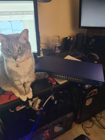 Random picture of a single cat or multiple cats, of varying breeds and locations.