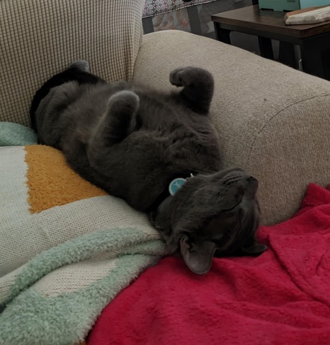 Random picture of a single cat or multiple cats, of varying breeds and locations.