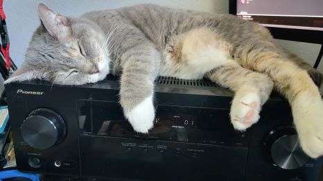 Random picture of a single cat or, multiple cats, of varying breeds and locations.